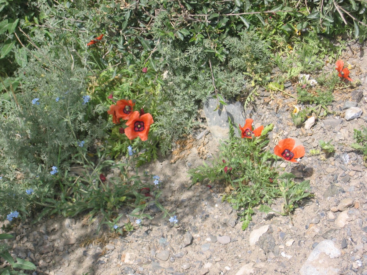 Seeing Poppies