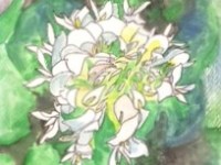 Child Sense and&nbsp;Clover