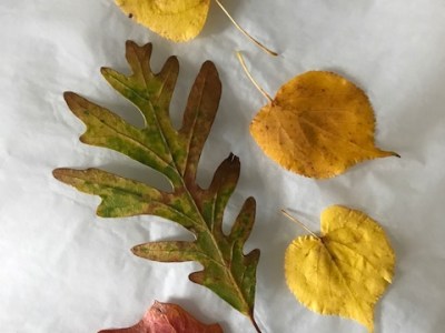 Leaf Picking Along 10th&nbsp;Street